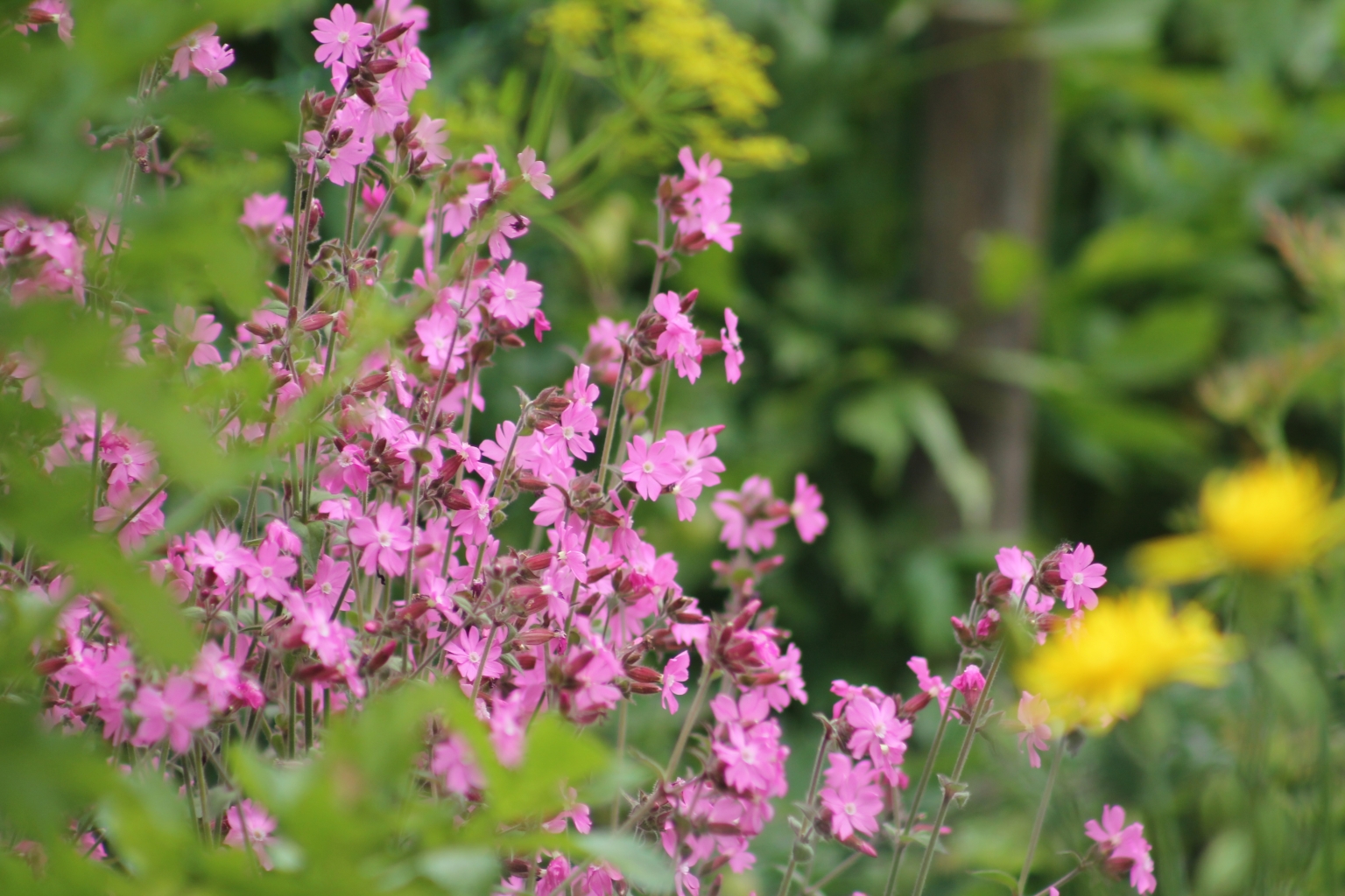 dagkoekoeksbloem